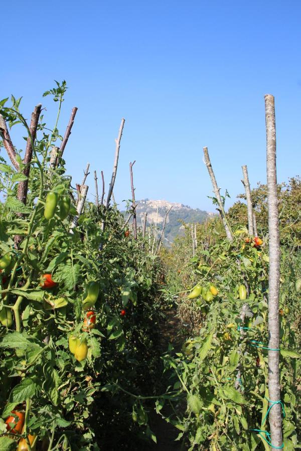 Casale Fontanile Bed And Breakfast Smerillo Exterior foto
